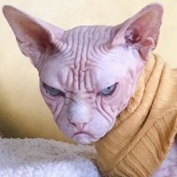 А котик тоже должен кожаный а не деревянный и тем более не шерстяной!
И кошка, а не котик!