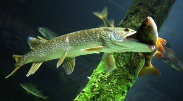 ты видел щуку и ее пасть? 
напоминаю всем, какого размера рыбу хватает щука, и кто говорит, что окунь на фото великоват для живца