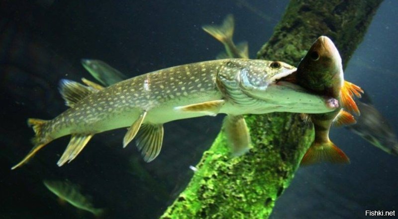 ты видел щуку и ее пасть? 
напоминаю всем, какого размера рыбу хватает щука, и кто говорит, что окунь на фото великоват для живца