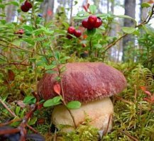 Лес, как он есть