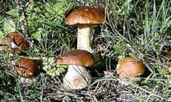 Лес, как он есть