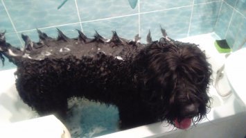 А у меня свой динозавр, Костик 30 лет!)