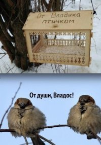 Фотограф подловил птиц в самые неожиданные моменты