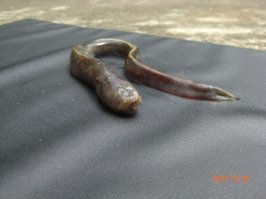 Что-то совсем мало инфы про эту рыбку.