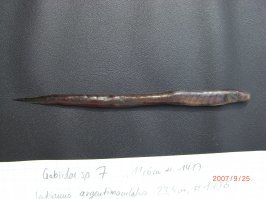 Что-то совсем мало инфы про эту рыбку.