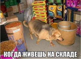 То чувство, когда кот с собакой кушают лучше тебя