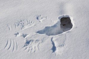 Лунка тетереки?