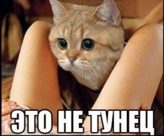 То чувство, когда кот с собакой кушают лучше тебя