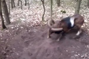 Два барана, деревце ломать не обязательно было.