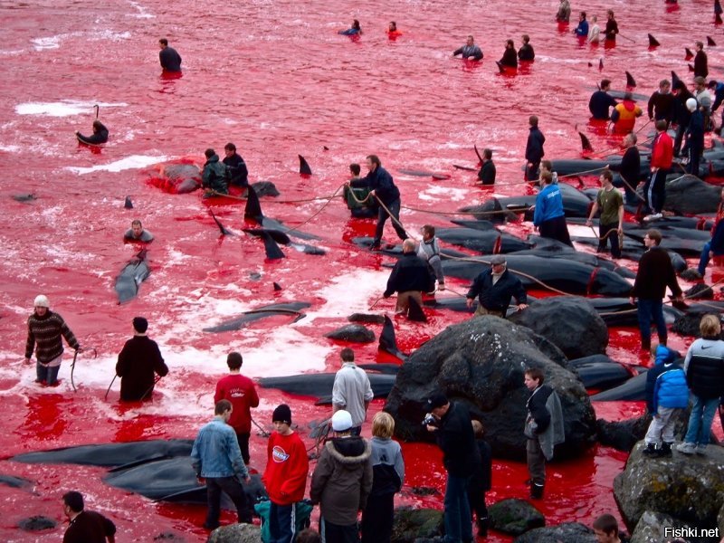 Каждый год на Фарерских островах происходит забой гриндов - черных дельфинов. Это зрелище мало отличается от любой сцены на скотобойнях: большое количество мертвых тел животных, море крови и люди, разделывающие туши ради мяса.