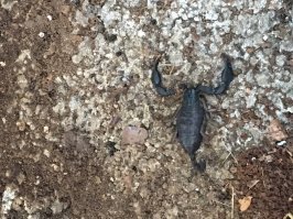 Были в хорватии , ну вот решил пожарить шашлык хозяин вилы показал где дрова и тд . С утра проснулся поехал в магазин купил мясо замариновал все и решил подготовить мангал натаскать дров . Первое что я увидел 20 гадюк под первым поленом , ну да ладно пошел в другой конец двора взял там дров , как всегда дров не хватило опять пошел туда же и обнаружил уже не гадюк а этого милого друга . Вечером приходит хозяин вилы спросить все ли хорошо я ему показываю фотки змей и скорпионов он с выпученными глазами ты где это нашел говорю вот там он блин только моей жене это не показывай она теперь в жизни сюда не придет