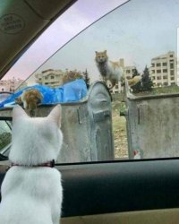 Кошек много не бывает!