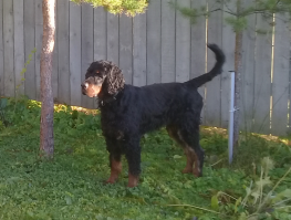 Мой пёс однажды сожрал полиэтиленовый пакет. Я не успел отобрать. Подружка у него есть на даче - за три дома от нас. Как приезжаем, она прибегает, ну и отпускаем их порезвиться.

И вот, счастливые собаки носятся по дороге - тут сосед выносит в пакете немного переваренных хрящей - и высыпает им. Кушайте, дескать, собачки.
Они, конечно жрать. 

Причём подружка - это она только побегать вместе счастлива, а как мясным запахло - огрызается злобно и отгоняет. Мой раз сунулся, два - она его цапнула легонько, рычит.
Сосед улыбается. Тут у этого щедрого филантропа ветром пакет из рук вырывает - мой дурак хвать его, и жрать - хоть какая- то добыча.

Я кричу -"Фу", "Брось" - но за двадцать метров эта наглая шерстяная жопа слушается далеко не так, как когда рядом.
Сожрал, болван, и сидит с невинным видом - "Хозяин, а ты что кричал- то?"

Потом, извиняюсь за подробность, на прогулки с ним я ножницы брал - и действительно, половину пакета пришлось от собачьей задницы отстригать - за два раза расстались с ним.