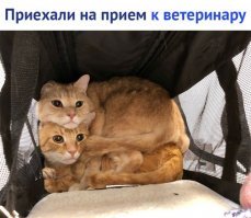 Кошек много не бывает!