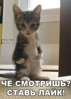 Кошек много не бывает!