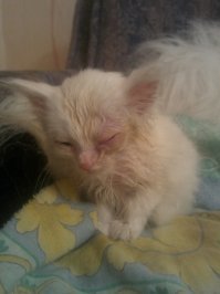 Вот, подобрал на улице. Разница 6 месяцев. К сожалению, зрение на левом глазе сохранить не удалось