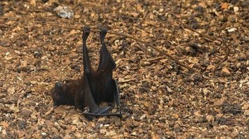 ПОНЕДЕЛЬНИК