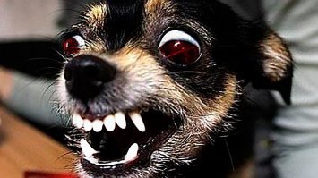 Где этот  ягуар, я его сожру