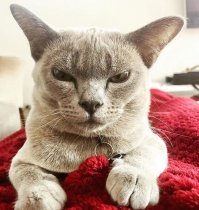 В инстаграмме этих злобных котов - как собак нерезаных. Зачем вытаскивать именно этого - собирать подписчиков?