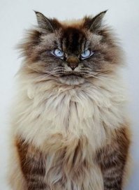 В инстаграмме этих злобных котов - как собак нерезаных. Зачем вытаскивать именно этого - собирать подписчиков?