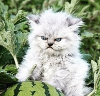 В инстаграмме этих злобных котов - как собак нерезаных. Зачем вытаскивать именно этого - собирать подписчиков?