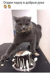 Угрюмая кошка стала новым мемом, который показывает вселенскую ненависть