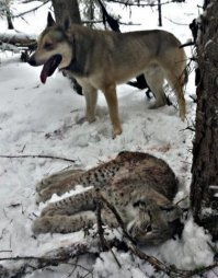 собачке похер на этого котика