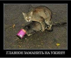 Прикольные и смешные картинки