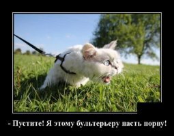 Прикольные и смешные картинки