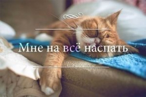Хозяин проследил за котом с помощью фитнес-браслета и рассказал, «сколько спит эта пушистая сволочь»