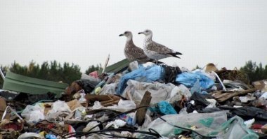 Во-первых, такие квитанции незаконны. Или мусор, или свет.  Во-вторых, хотелось бы узнать, кто из родственников Сухинина учредил ООО "хартия".  Про вывоз мы уже знаем, вывозом занимается птичье семейство.