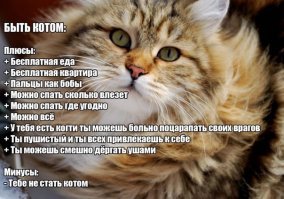 Хозяин проследил за котом с помощью фитнес-браслета и рассказал, «сколько спит эта пушистая сволочь»