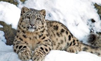 Вот самый скрытный представитель семейства кошачьих. Снежный барс или Ирбис. Про него даже нет не одного документального фильма. И в зоопарках его тоже нет. Слишком редкий.