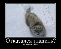 Манул  радуется весеннему солнышку