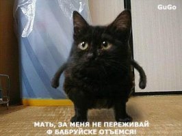 Хозяева нашли эту кошечку по объявлению и целый год боролись за её жизнь