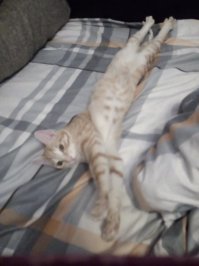 Вот я тоже думаю, что нашего рыжика нам отправил Ангел =) В сентябре его подбросили нам в подъезд, и только я почему-то его услышала и наша кошка Рыся =))) Открыла ему и дверь и сказала, - Заходи! Он и зашел и остался с нами. И никому мы его не отдадим =))) Он такой ласковый, обниматься любит до жути =))) на втором фото наша Рыся =)