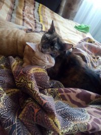 Вот я тоже думаю, что нашего рыжика нам отправил Ангел =) В сентябре его подбросили нам в подъезд, и только я почему-то его услышала и наша кошка Рыся =))) Открыла ему и дверь и сказала, - Заходи! Он и зашел и остался с нами. И никому мы его не отдадим =))) Он такой ласковый, обниматься любит до жути =))) на втором фото наша Рыся =)