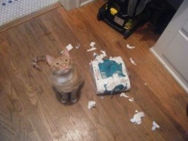 20 случаев, когда люди ждали от кошек море любви, а получили океан проблем