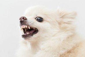 МВД подготовило проект перечня потенциально опасных собак