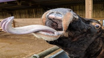 Зацени, какая тёлка!