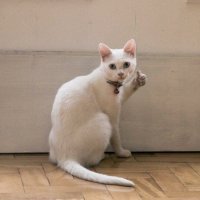 Хозяева нашли эту кошечку по объявлению и целый год боролись за её жизнь