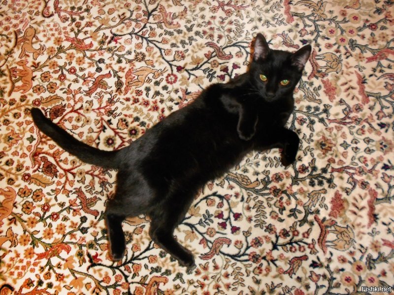 А у нас есть ковровый котик :)