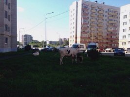 Ещё как миниму двое: