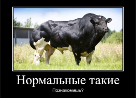 Зацени, какая тёлка!