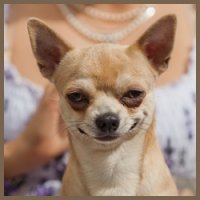 Когда тебя не внесли в список потенциально опасных собак.