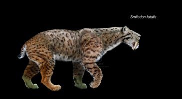 В те времена такие кошки были)))