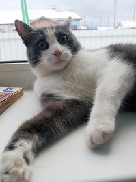 Справедливости ради - кот предлагался не в качестве счастья как такового, а как тренажер для семейной психологической терапии. 
Очень утилитарно. А кот - сам по себе счастье))