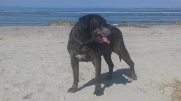 Взяли и внесли в список... (Моя перро де преса канарио) 
(С внесением в список согласен.)