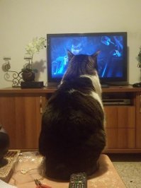 Мой кот любит вселенную Марвел))