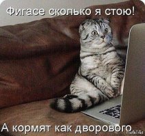 20 случаев, когда люди ждали от кошек море любви, а получили океан проблем
